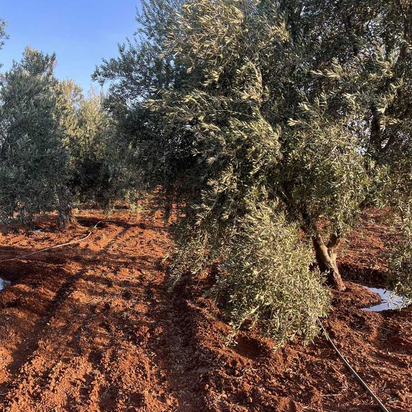 the olive grove picture